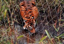 Zoo de Londres se defiende por violenta muerte de tigresa Sumatra zoo