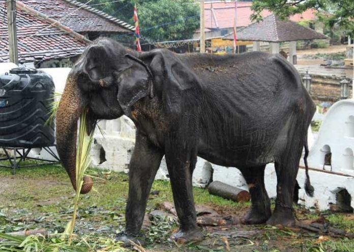 tikiri-elefanta sri lanka