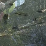 MEFCCA inaugura criadero municipal de tilapias en Nandaime nicaragua