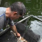 Emprendedor leonés innova en el cultivo de peces de tilapia nicaragua