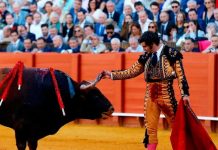 Torero limpia las lágrimas a un toro antes de matarlo (VIDEO) torero