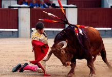 ¿Justicia divina? Brutal cornada revienta por detrás a torero brutal cornada