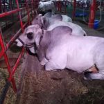 Expica 2019 ya abrió sus puertas nicaragua