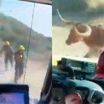 California: Toro enojado persigue a bomberos durante incendio (VIDEO) california