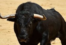 India: Pueblo viola cuarentena para asistir al funeral de un toro india