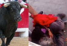 Toro cornea a adulto mayor y queda con el corazón expuesto mexico