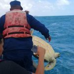 Caribe: Decomisan tortugas y las regresan a su hábitat natural nicaragua