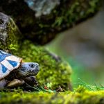 Nueva especie de tortuga fue descubierta en México tortuga