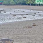 Segunda arribada masiva de tortugas en refugios La Flor y Chacocente nicaragua
