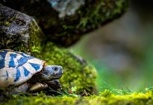tortuga