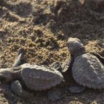 Foto: Tortugas marinas en Nicaragua/Cortesía