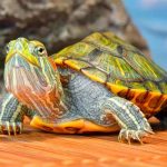 VIRAL: Tortuga baila mientras la bañan en un acuario de Estados Unidos estados unidos