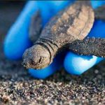 Encuentran en la India una rara tortuga completamente amarilla india