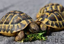 Desarticulan una de las mayores organizaciones de tráfico ilegal de tortugas espana