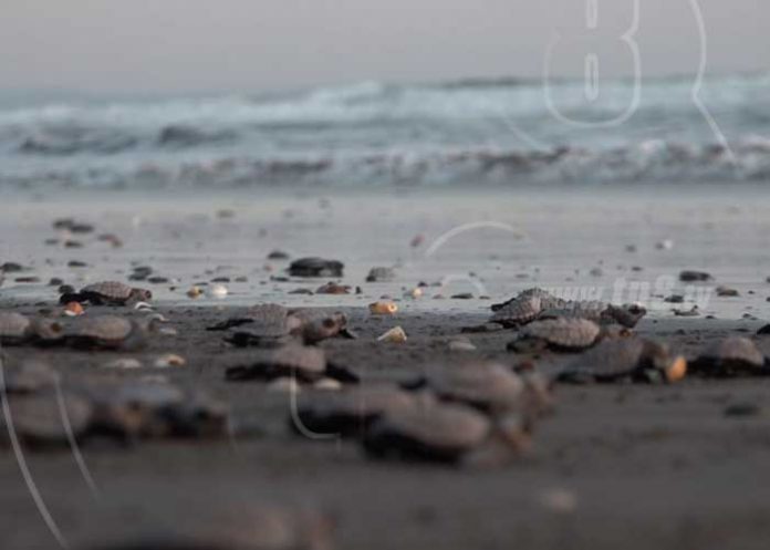 tortuguillos-3 nicaragua