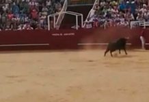 Un toro mató un voluntario en una plaza española