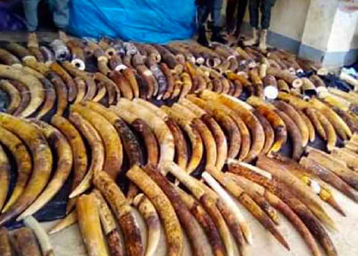 trafico-de-animales-interpol europa