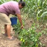 Patio Saludable es todo un éxito en una familia nandaimeña nicaragua