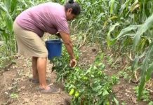 Patio Saludable es todo un éxito en una familia nandaimeña nicaragua