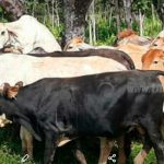 Trazabilidad bovina se llevará desde las alcaldías en Matagalpa nicaragua