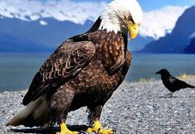 Trump modifica ley de Especies en Peligro de Extinción estados unidos