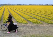 Holanda pide a turistas no pisar sus tulipanes holanda