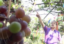 Uvas cultivadas en techo de vivienda en Managua dan primera cosecha del año nicaragua