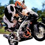 ¡Radiante y Segura! Así luce una vaca mientras la pasean en motocicleta mundo