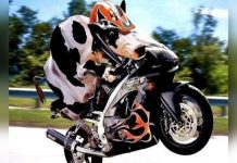 ¡Radiante y Segura! Así luce una vaca mientras la pasean en motocicleta mundo
