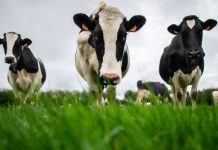 Un caso atípico de «enfermedad de la vaca loca» detectado en Suiza