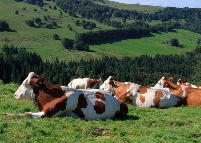 vacas_9duPcGT escocia