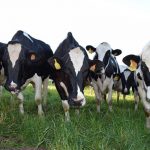 Exportaciones de Brasil se ven afectadas tras un caso de «Vaca Loca» brasil