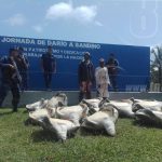 Ocupan panga con 13 tortugas verdes en Laguna de Perlas