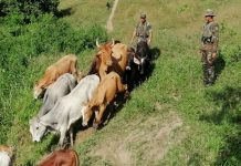 Efectivos militares recuperaron 110 cabezas de ganado robado nicaragua