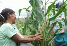 Tierra fértil es aprovechada por campesinos de Madriz para el cultivo de maíz y frijoles nicaragua