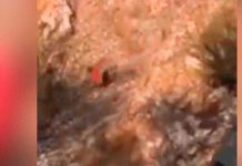 Sufrió brutal caída de una montaña y rescatistas lo descubren haciendo lo insólito