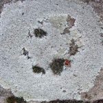 liquen sexy de pavimento