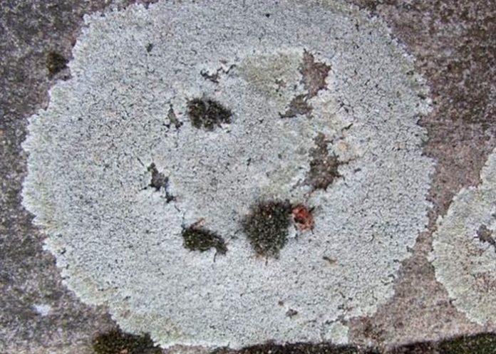 liquen sexy de pavimento