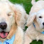 Tao, el cachorro ciego que ve el mundo a través de un perro guía video