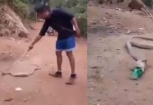 Cobra vomita botella de plástico al confundirla con comida (VIDEO) india