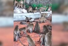 Pitón estrangula a un mono frente a su manada (VIDEO) tailandia