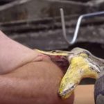 Presentador de televisión se deja morder por una pitón de 5 metros indonesia