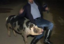 Cerdo mordisquea a periodista y lo deja en ridículo en plena transmisión viral