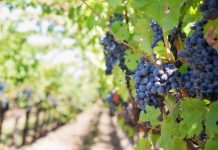 Miles de hectáreas de viñedos dañadas por granizo en Francia francia