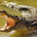 África: Violó cuarentena de coronavirus y se lo comió un cocodrilo africa