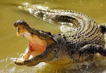 África: Violó cuarentena de coronavirus y se lo comió un cocodrilo africa