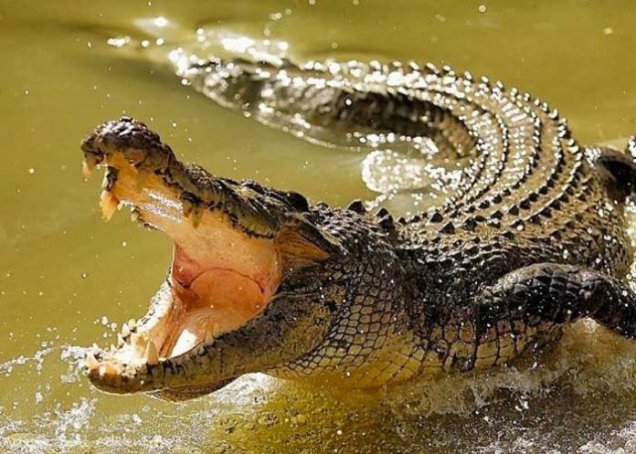 violo-cuarentena africa