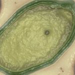 Dos nuevos virus gigantes son capaces de ensamblar proteínas virus nuevos