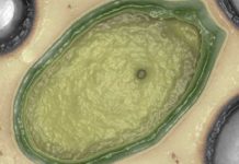 Dos nuevos virus gigantes son capaces de ensamblar proteínas virus nuevos