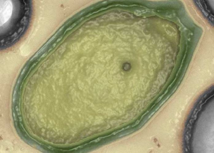 viriri virus nuevos